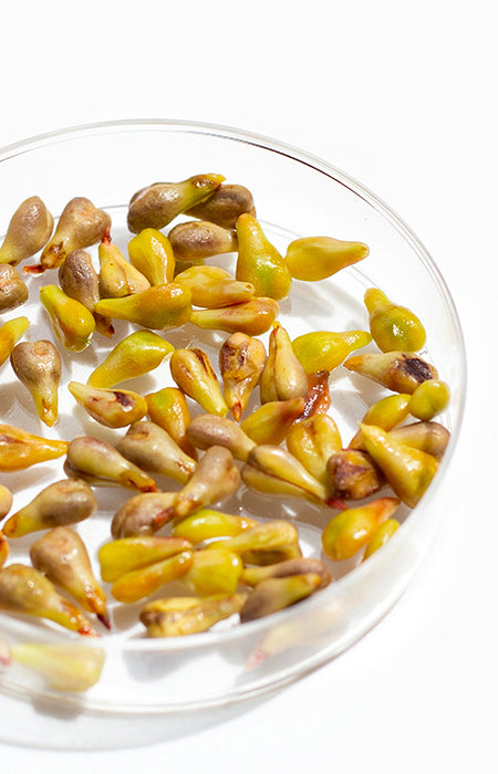 Grape seed oil