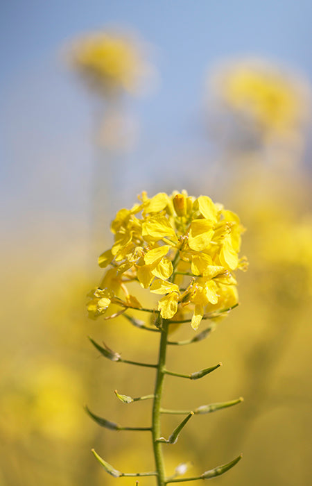 Rapeseed oil 750ml