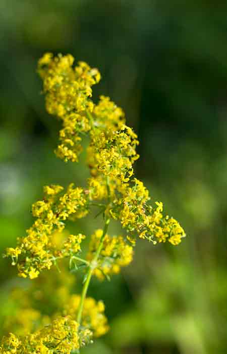 Macerat 08 midsummer flowers in walnut oil 200ml