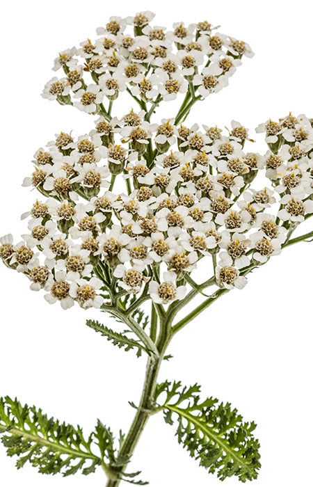 Macerate 10 yarrow in apricot and walnut oil 200ml
