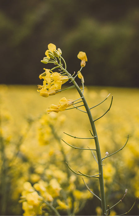 Wild flax oil